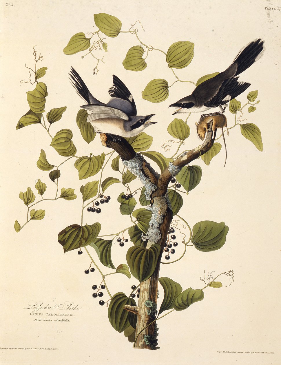Ťuhýk obecný. Z The Birds of America, 1827-1838. od John James Audubon