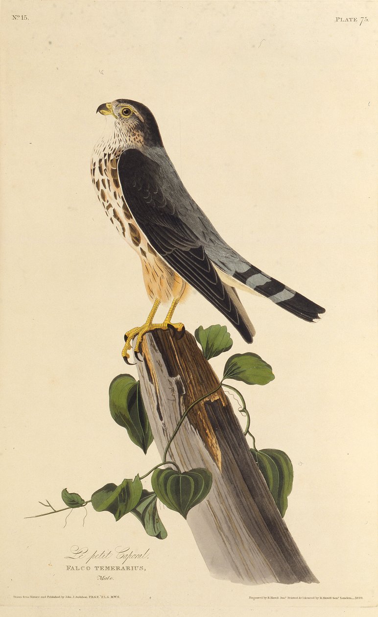 Merlin. Z The Birds of America, 1827-1838. od John James Audubon