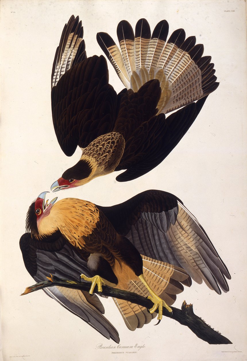 Caracara severní chocholatý. Z The Birds of America, 1827-1838. od John James Audubon