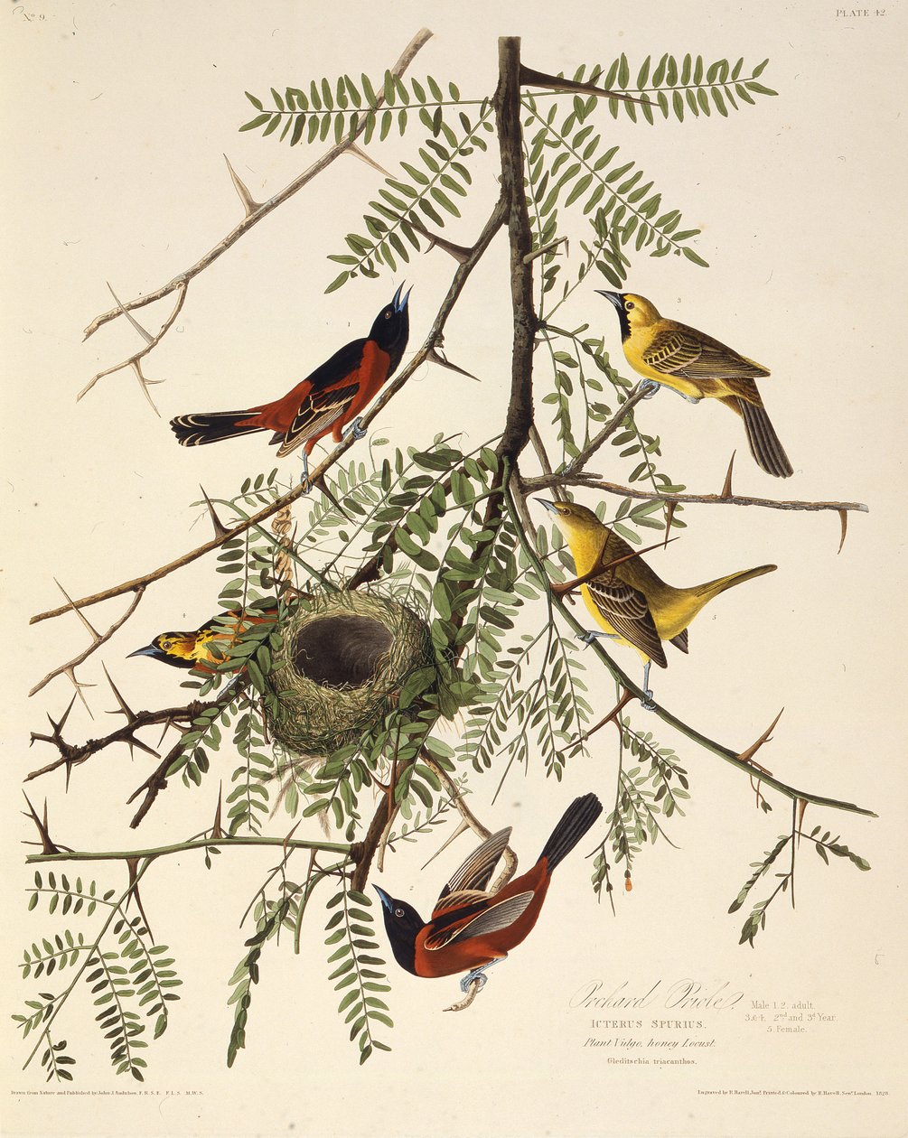 Žluva ovocná. Z The Birds of America, 1827-1838. od John James Audubon