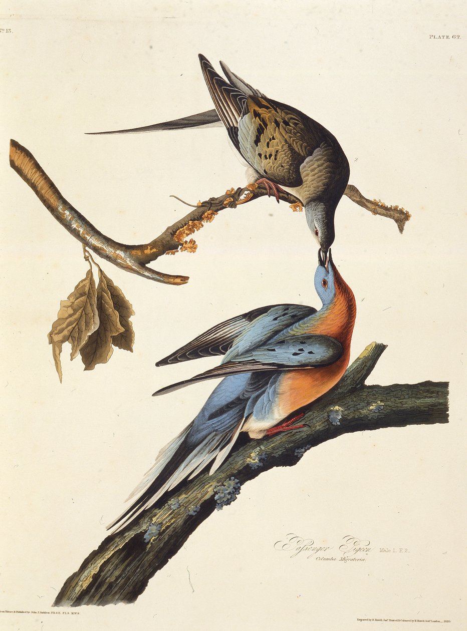 Osobní holub. Z The Birds of America, 1827-1838. od John James Audubon