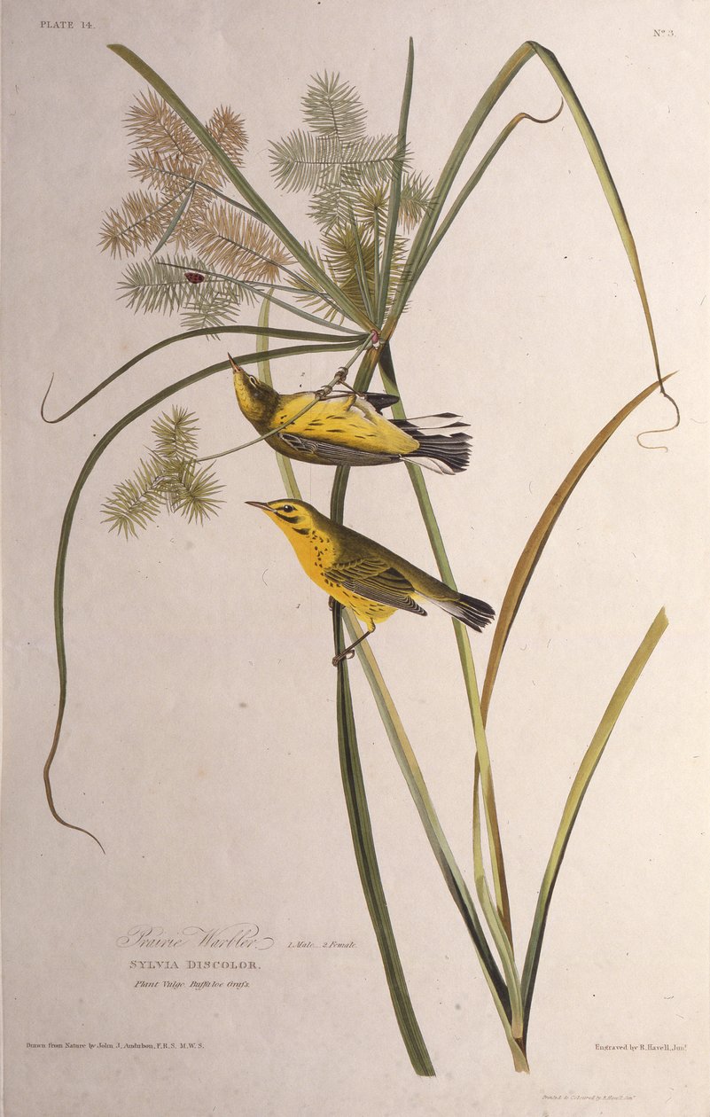 Pěnice prérijní. Z The Birds of America, 1827-1838. od John James Audubon