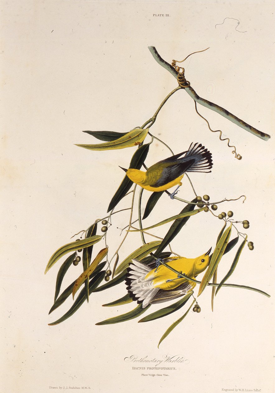Protonotární pěnice. Z The Birds of America, 1827-1838. od John James Audubon