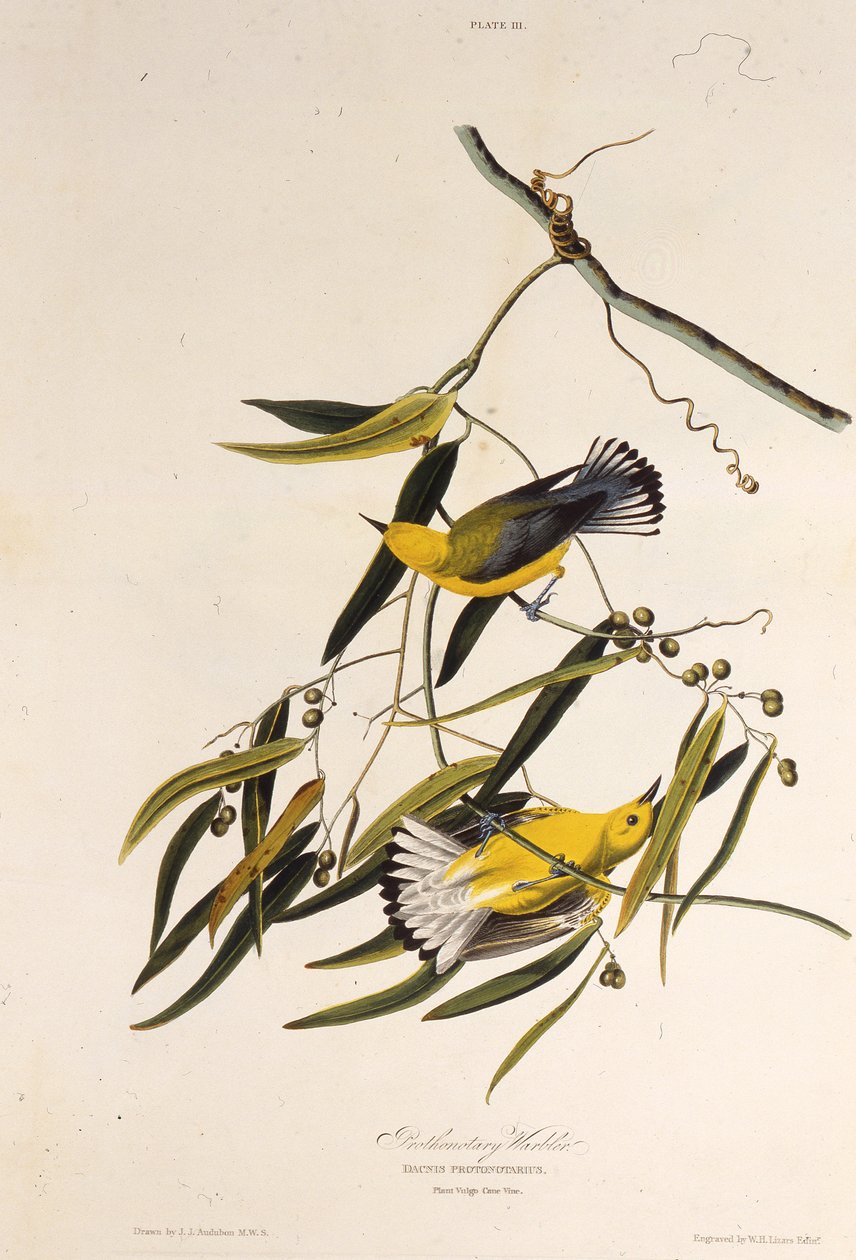 Protonotární pěnice. Z The Birds of America, 1827-1838. od John James Audubon