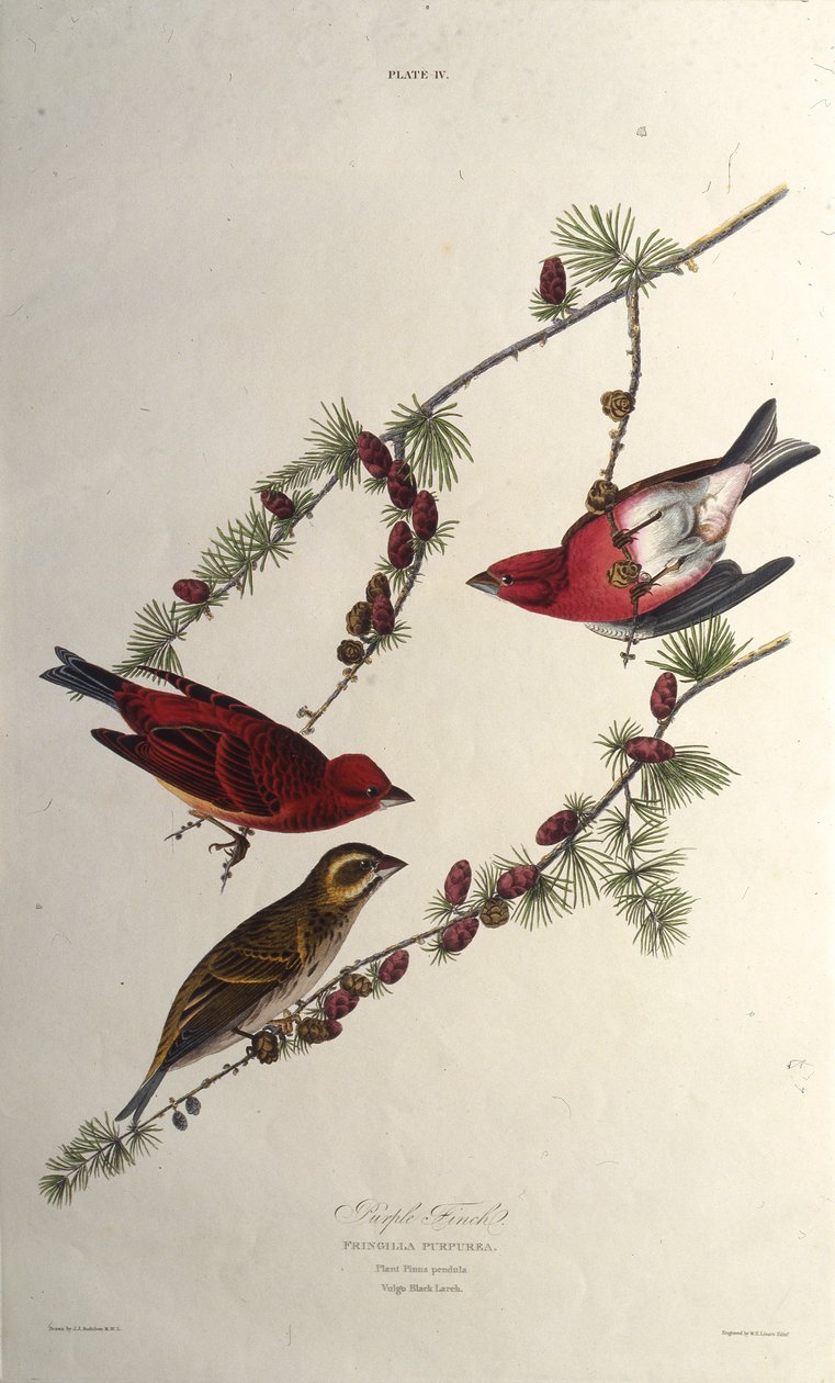Pěnkava fialová. Z The Birds of America, 1827-1838. od John James Audubon