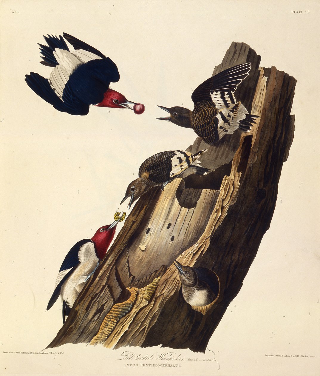 Datel červenohlavý. Z The Birds of America, 1827-1838. od John James Audubon