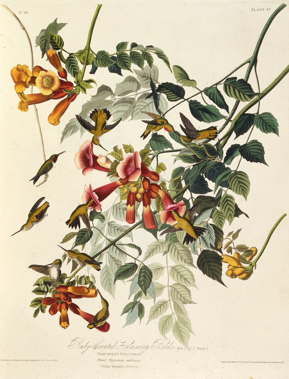 Kolibřík rubínový. Z The Birds of America, 1827-1838. od John James Audubon