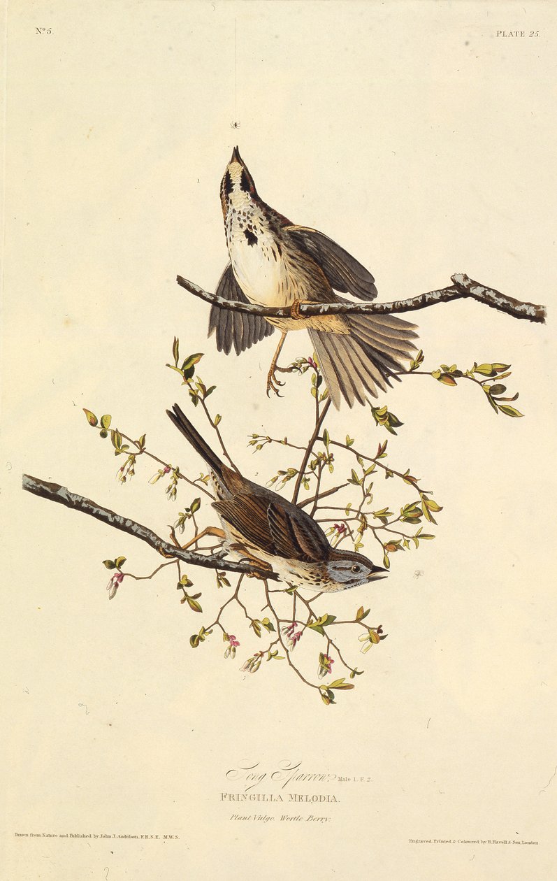 Písničkový vrabec. Z The Birds of America, 1827-1838. od John James Audubon