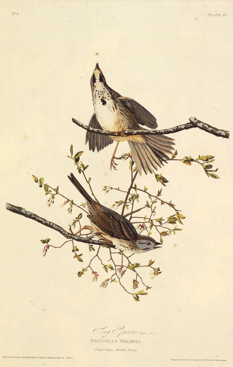 Písničkový vrabec. Z The Birds of America, 1827-1838. od John James Audubon