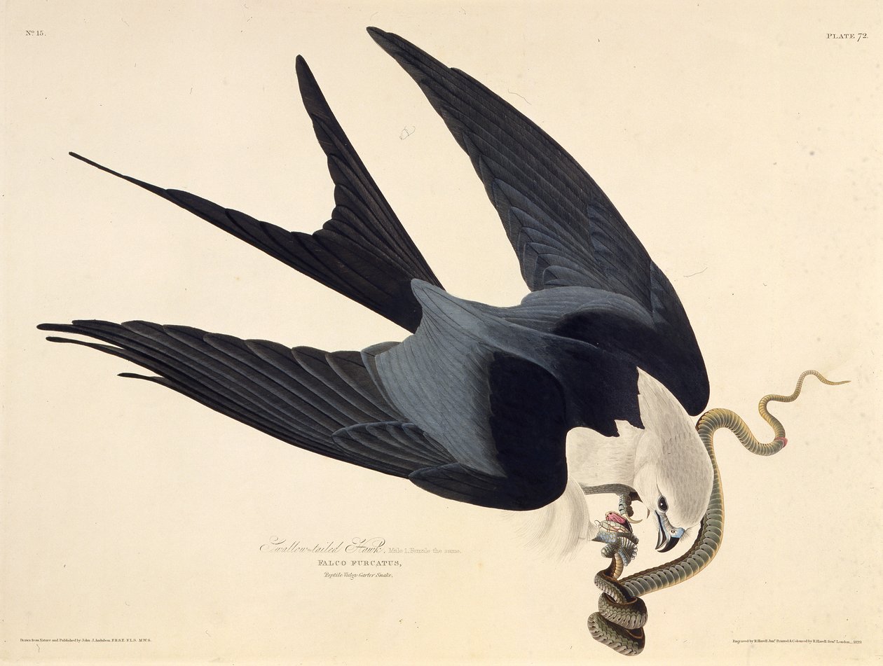 Drak s vlaštovčím ocasem. Z The Birds of America, 1827-1838. od John James Audubon