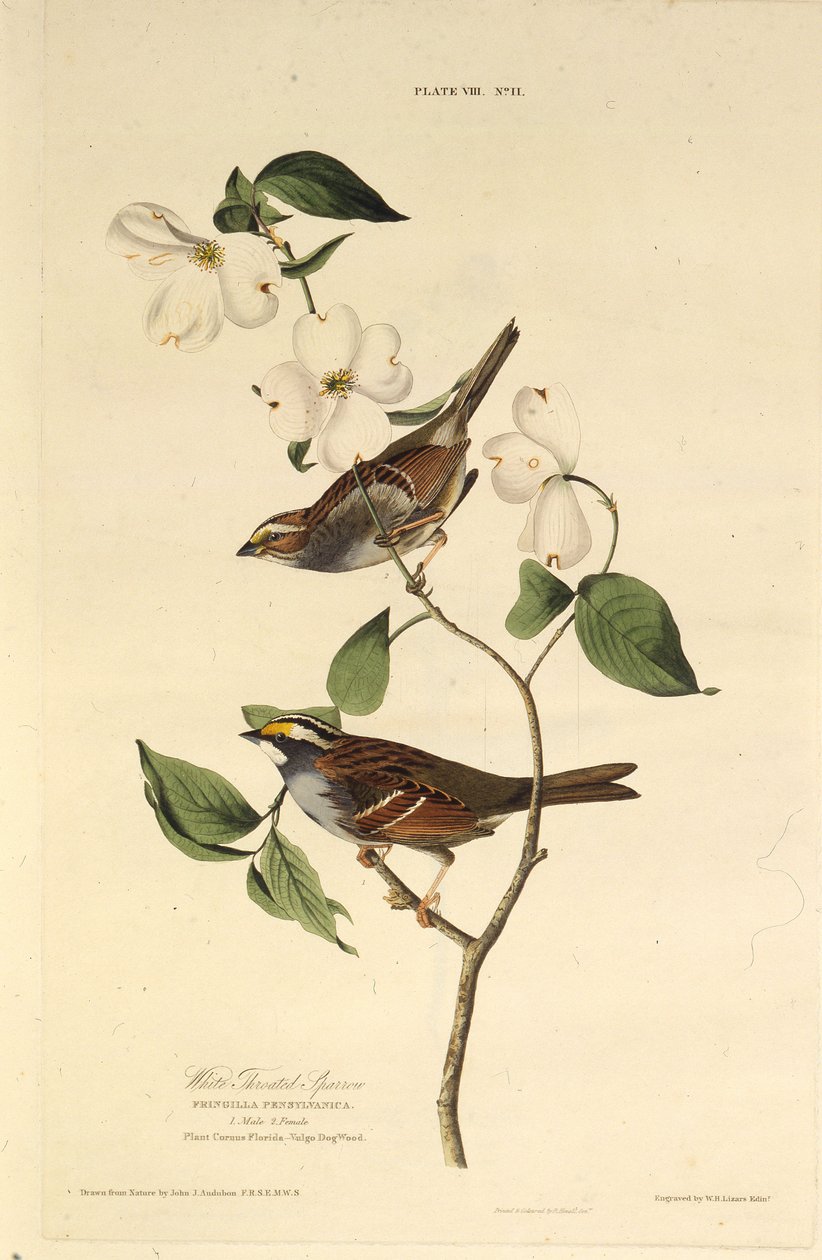 Vrabec bělokrký. Z The Birds of America, 1827-1838. od John James Audubon