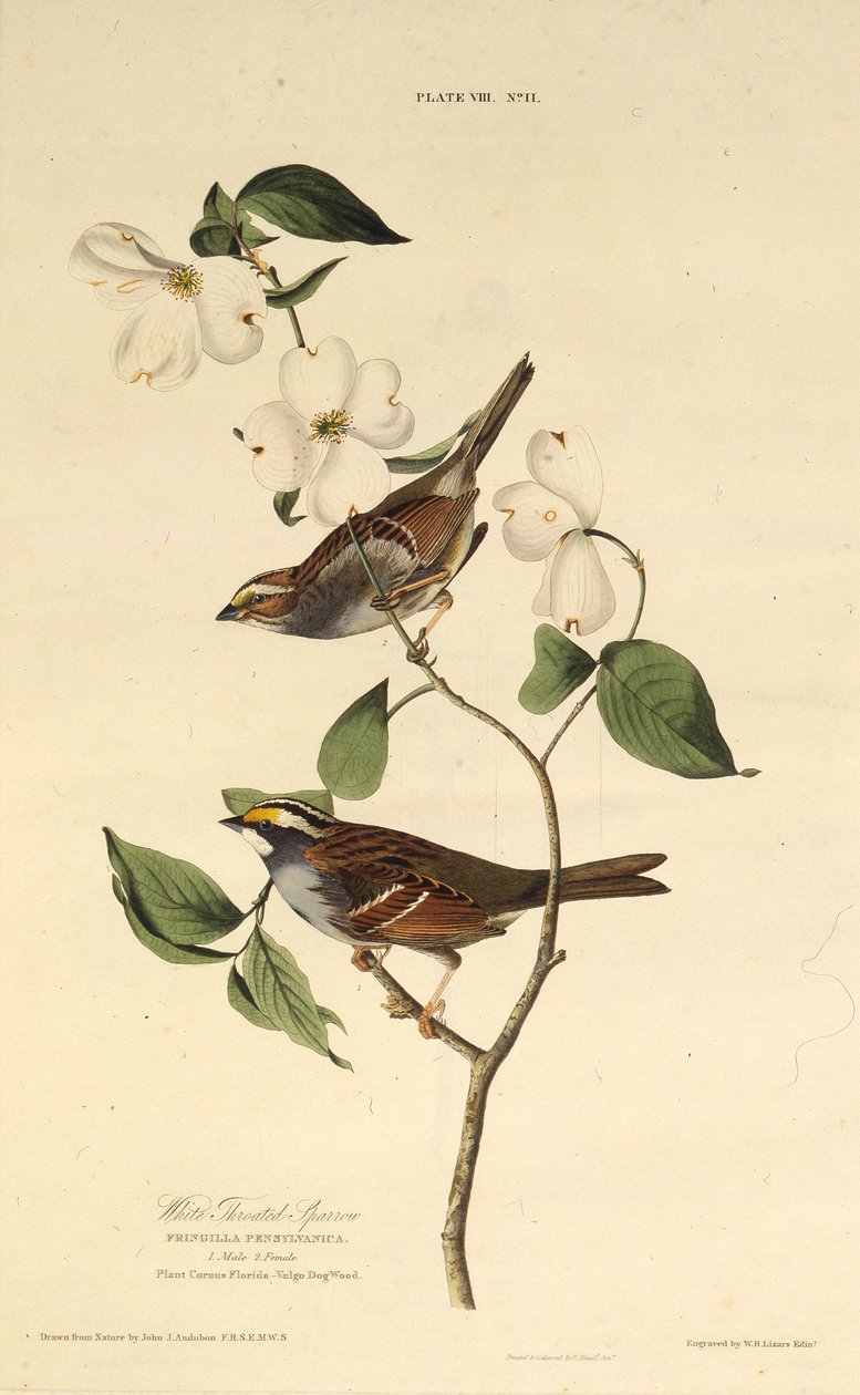 Vrabec bělokrký. Z The Birds of America, 1827-1838. od John James Audubon