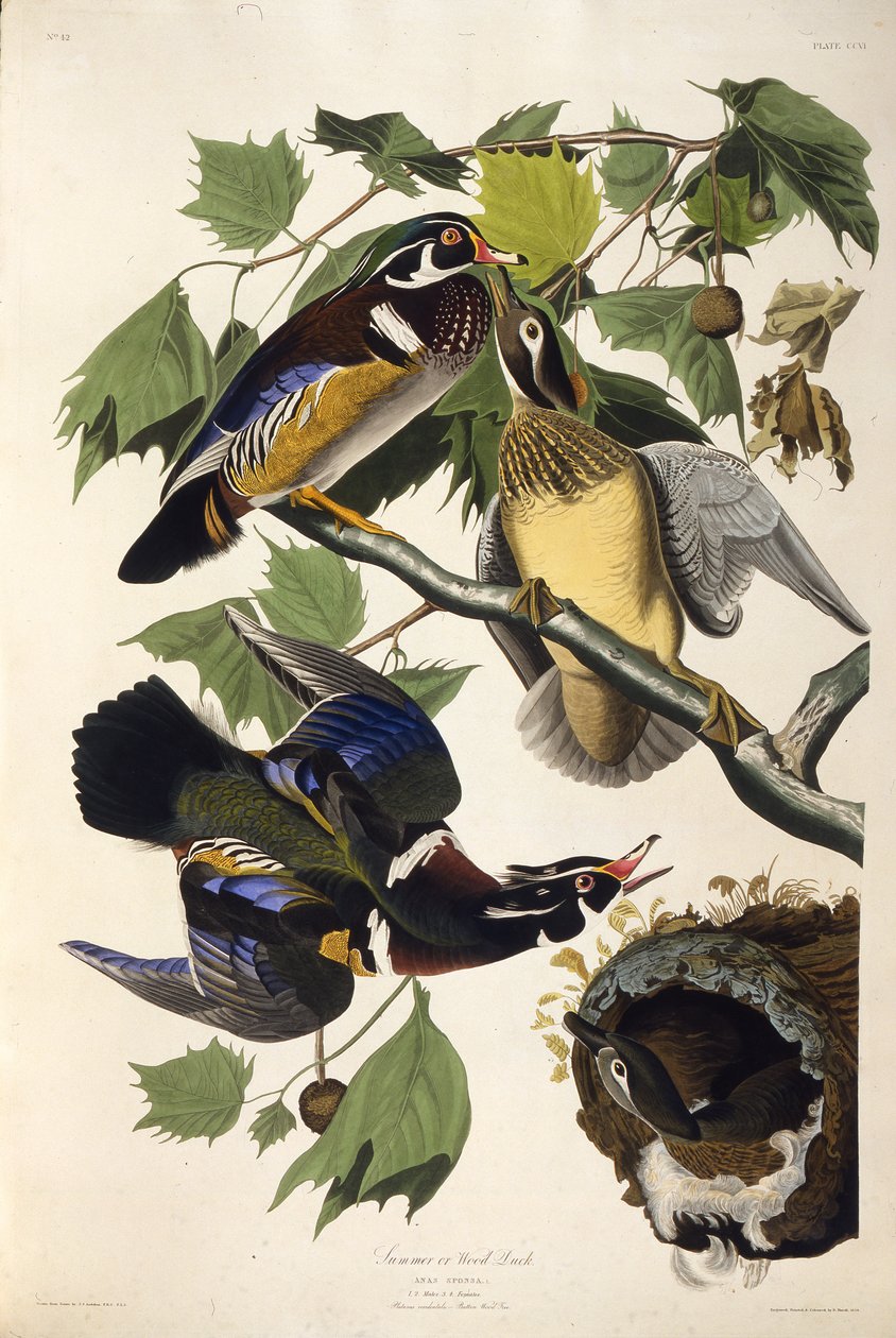 Dřevěná kachna. Z The Birds of America, 1827-1838. od John James Audubon