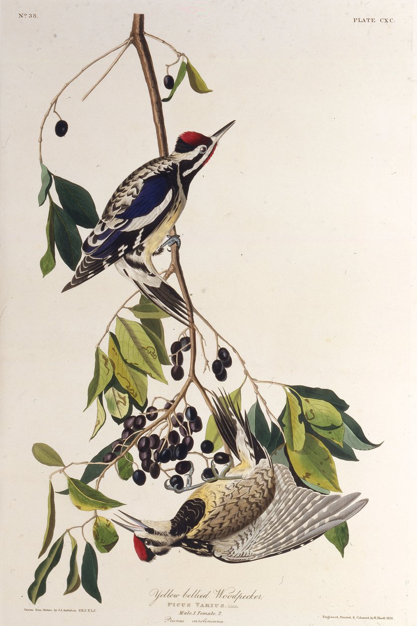 Žlutobřichý sapsook. Z The Birds of America, 1827-1838. od John James Audubon