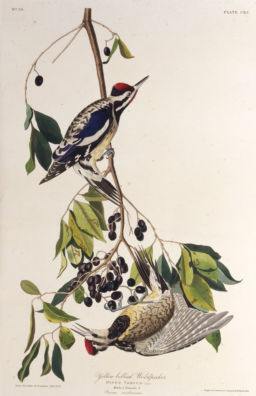 Žlutobřichý sapsook. Z The Birds of America, 1827-1838. od John James Audubon