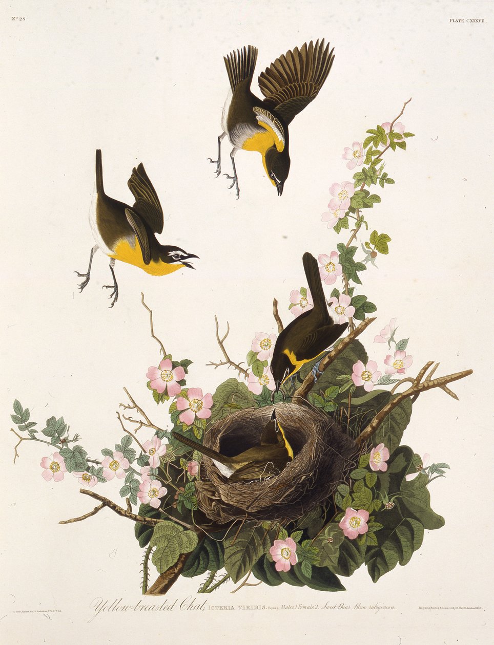 Žlutoprsá chata. Z The Birds of America, 1827-1838. od John James Audubon