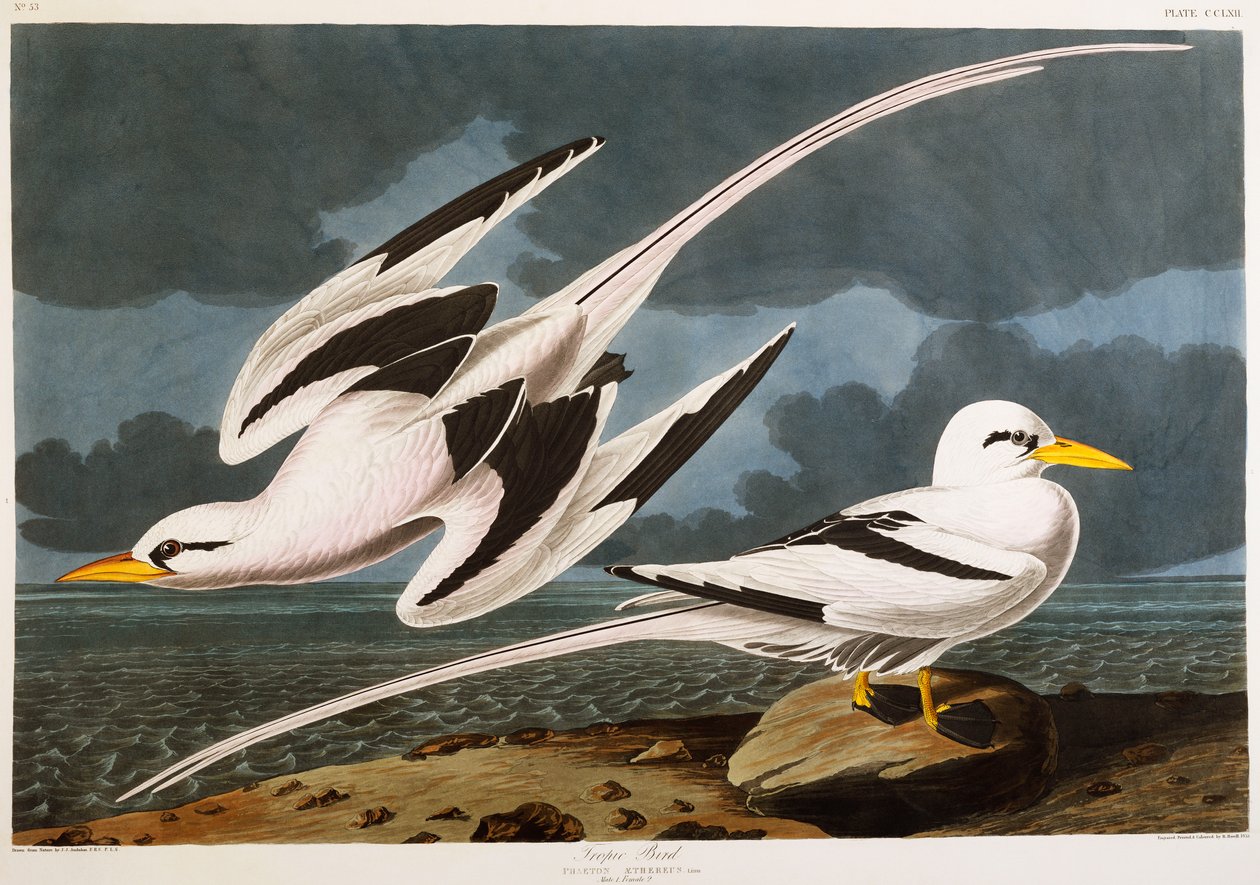 Tropický pták od John James Audubon