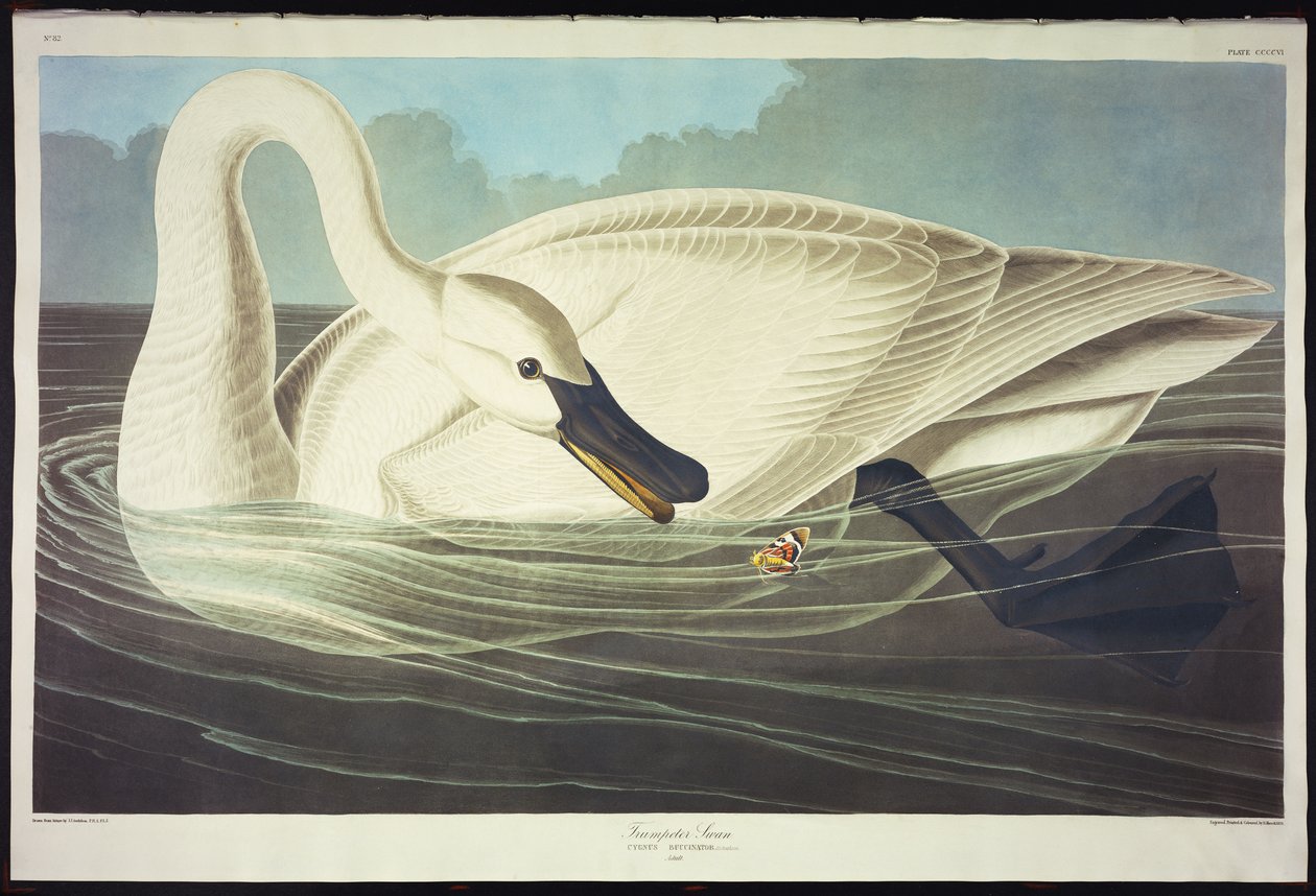 Trumpetista Labuť od John James Audubon