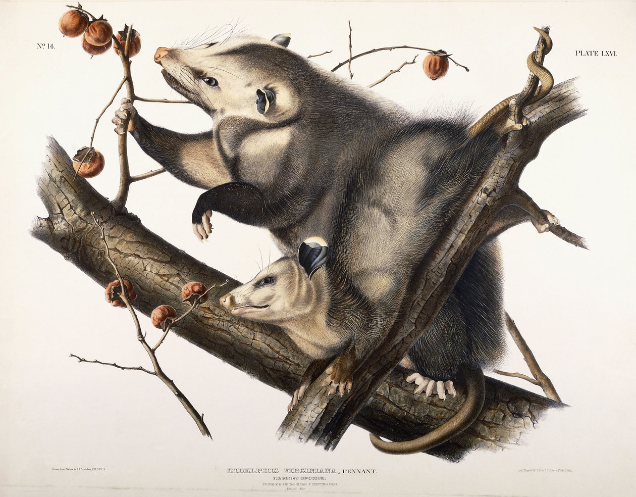 Virginská vačice, 1845 od John James Audubon