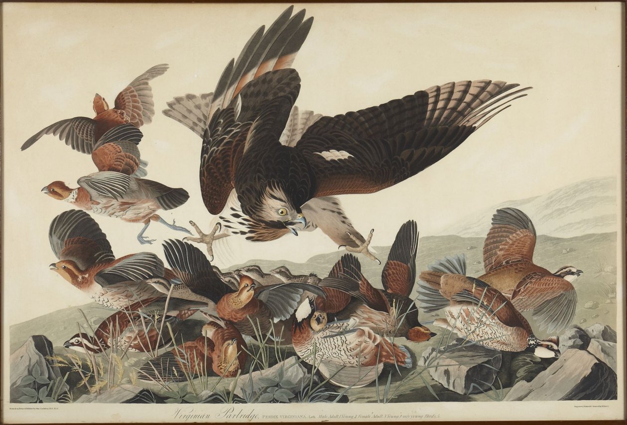 koroptev virginská od John James Audubon