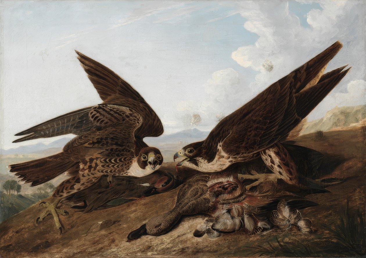 Sokoli stěhovaví (kachny) od John James Audubon
