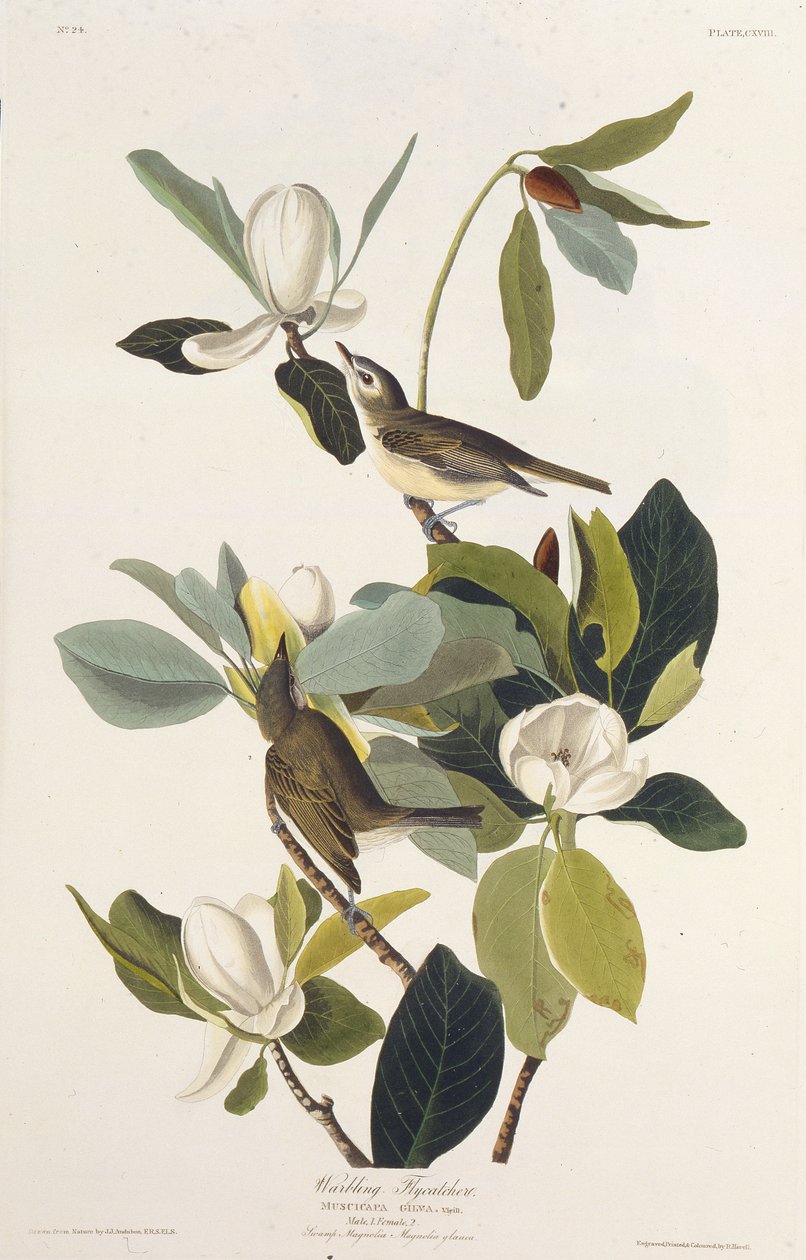 Mucholapka vlnící se. Z The Birds of America, 1827-1838. od John James Audubon