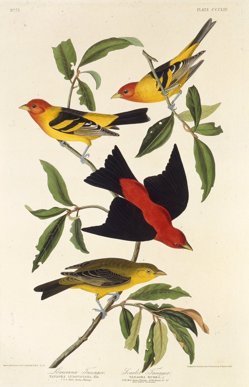Západní tanager. Šarlatový tanager. Z The Birds of America, 1827-1838. od John James Audubon