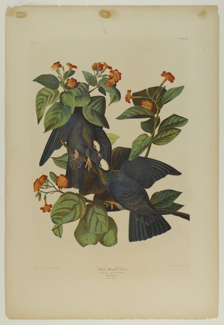 Holub bělohlavý, tiskl Julien Bien a vydal Roe Lockwood & Son, 1861 (chromolitograf) od John James Audubon