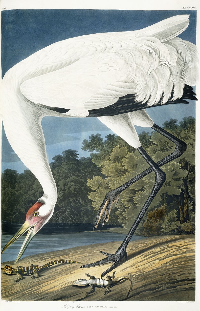 Jeřáb černý, dospělý muž, 1834 od John James Audubon