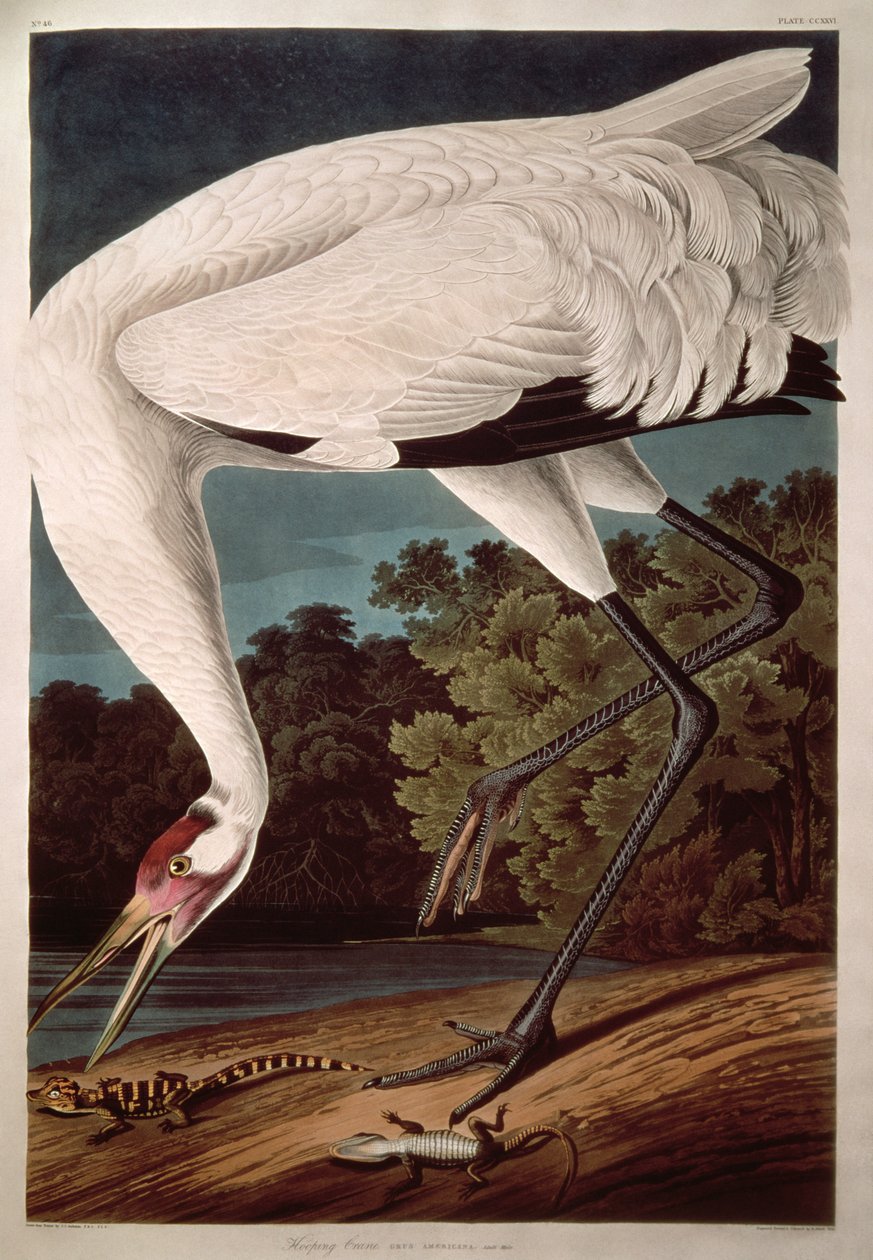 Jeřáb černý z filmu Birds of America od John James Audubon