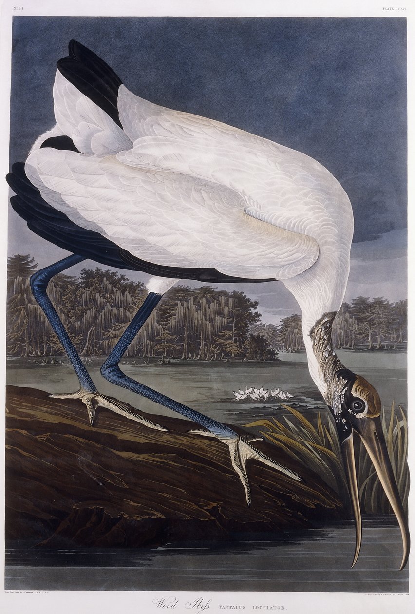 Dřevěný ibis od John James Audubon