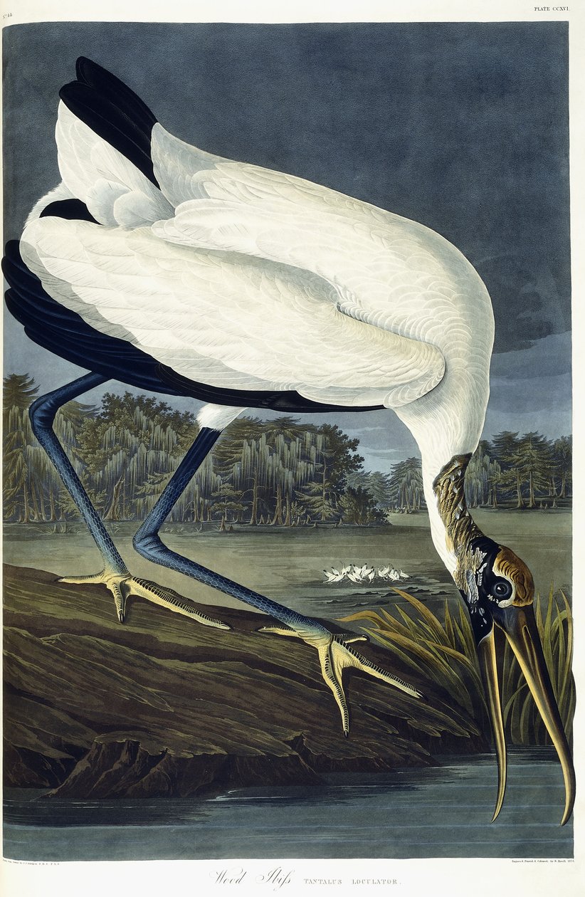 Wood Ibis, 1834 od John James Audubon