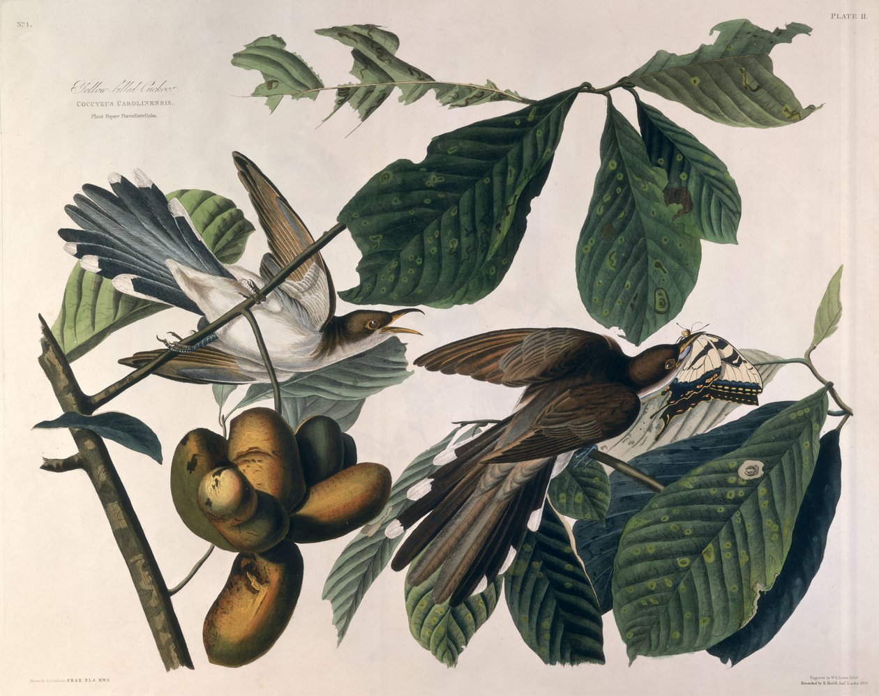 Kukačka žlutokřídlá, z knihy "Birds of America", rytina Williama Home Lizarse (1788-1859) a retuš Roberta Havella (1793-1878) 1829 od John James Audubon