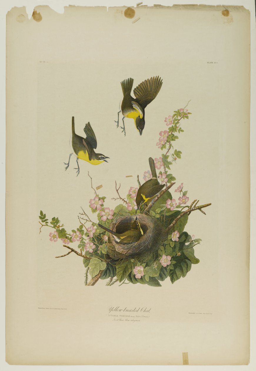 Žlutoprsý chat, tiskl Julien Bien a vydal Roe Lockwood & Son, 1861 (chromolitograf) od John James Audubon