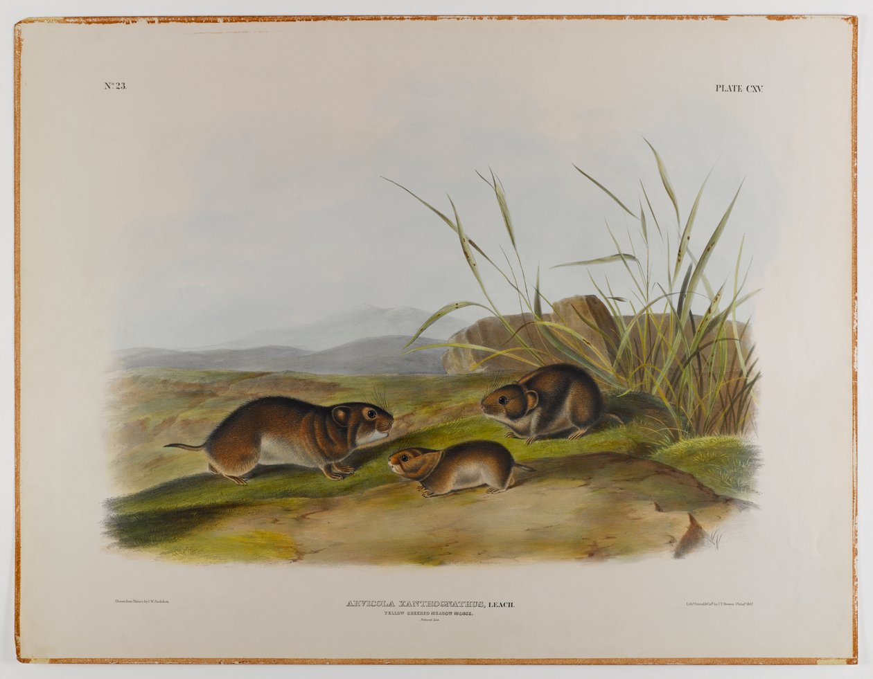 Myška luční žlutolící od John James Audubon