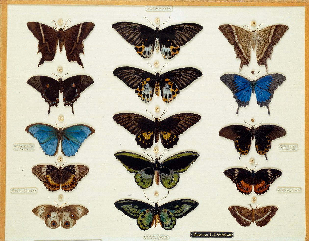 Zoologie: Talíř motýlů malovaný na skle od Johna Jamese Audubona (1780-1851) Brieux Collection z 19. století od John James Audubon