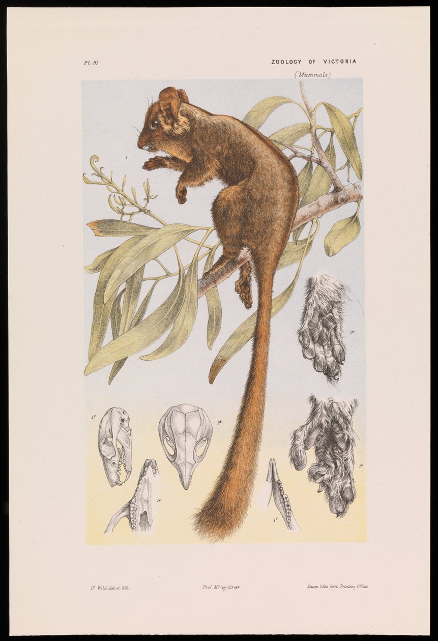 Possum Leadbeaterův, Gymnobelideus leadbeateri od John James Wild