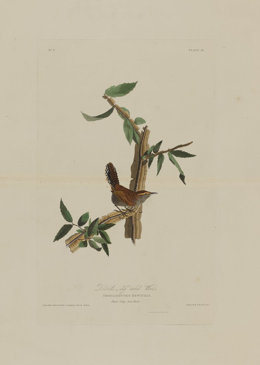 Bewicks Long Tailed Wren, z Birds of America, vyryl Robert Havell (1793-1878) od John James after Audubon