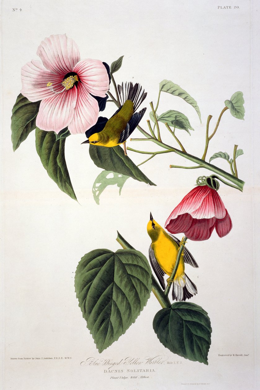Blue Winged Yellow Warbler, z Birds of America, vyryl Robert Havell (1793-1878) od John James after Audubon