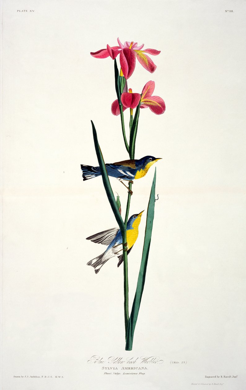 Modrý žlutohřbetý pěnice, z Birds of America, vyryl Robert Havell (1793-1878) od John James after Audubon