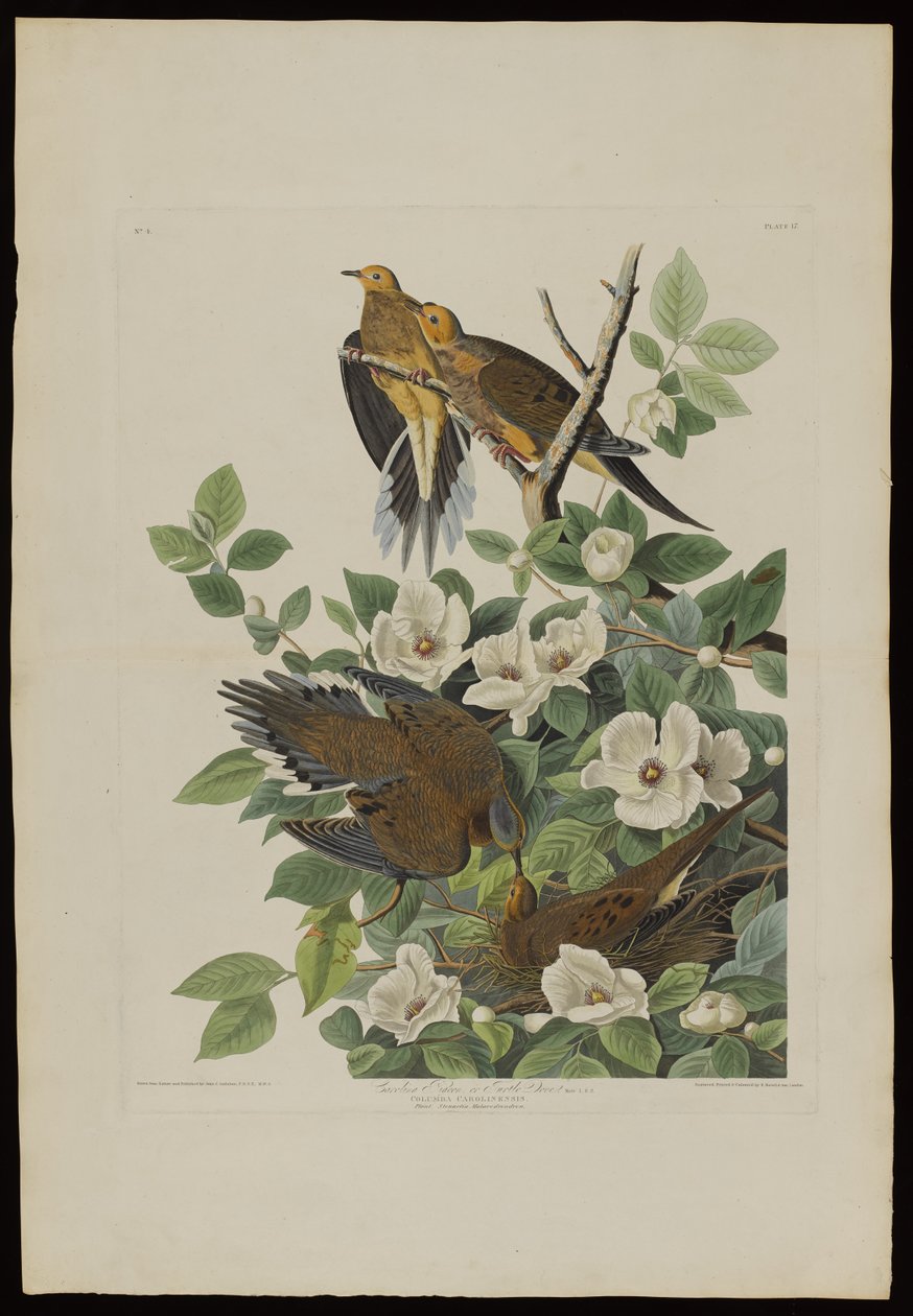 Carolina Pigeon nebo Turtle Dove, z Birds of America, vyryl Robert Havell (1793-1878) od John James after Audubon