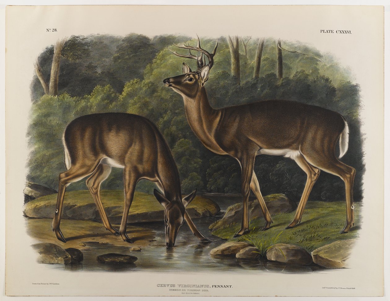 Common nebo Virginia Deer, vyrytý John T. Bowen (1801-c.1856) 1848 od John James after Audubon