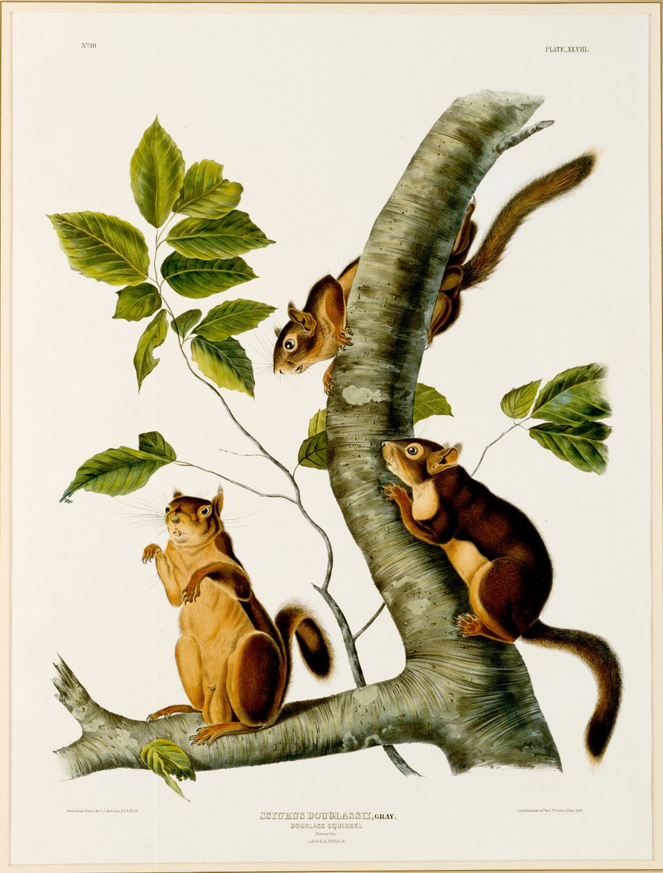 Douglas Squirrel, z folia The Viviparous Quadrupeds of North America, vydaného v roce 1845, 1844 (originál viz 129902) od John James after Audubon