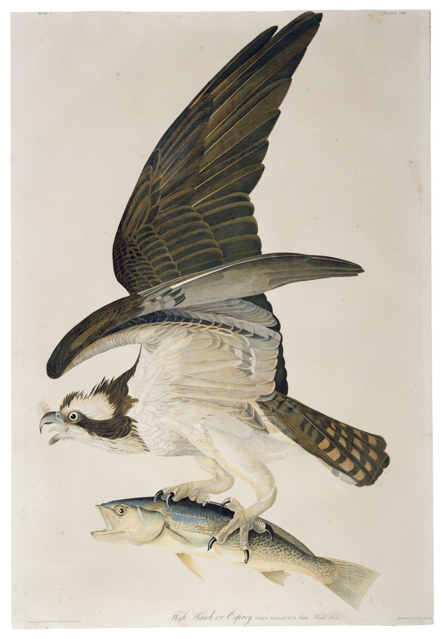 Fish Hawk nebo Osprey, litografie Julius Bien (1826-1909), 1860 od John James after Audubon