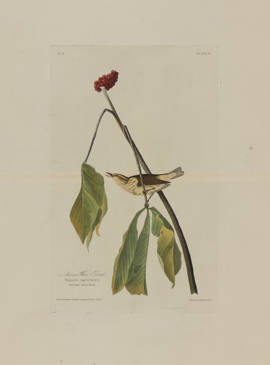 Louisiana Water Thrush, z Birds of America, vyryl Robert Havell (1793-1878) od John James after Audubon