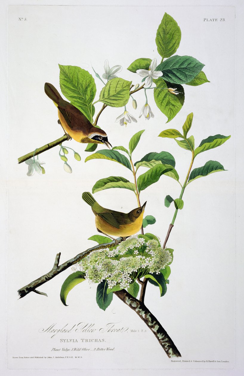 Maryland Yellow Throat, z Birds of America, vyryl Robert Havell (1793-1878) od John James after Audubon