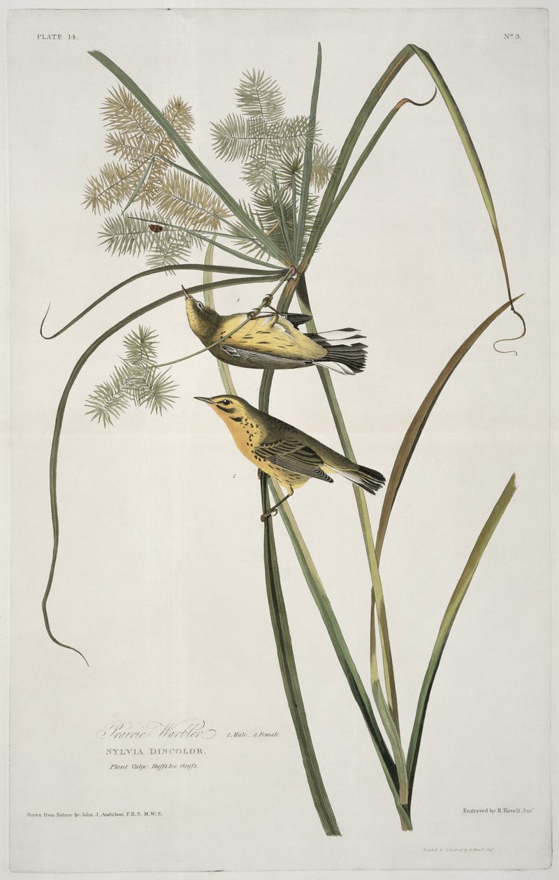 Prairie Warbler, z Birds of America, vyryl Robert Havell (1793-1878) od John James after Audubon