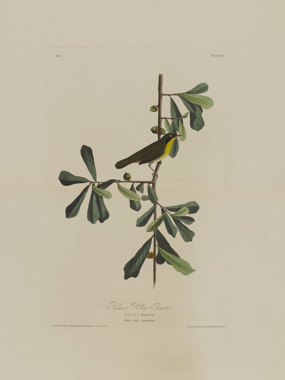 Roscoes Yellow Throat, od Birds of America, vyryl Robert Havell (1793-1878) od John James after Audubon