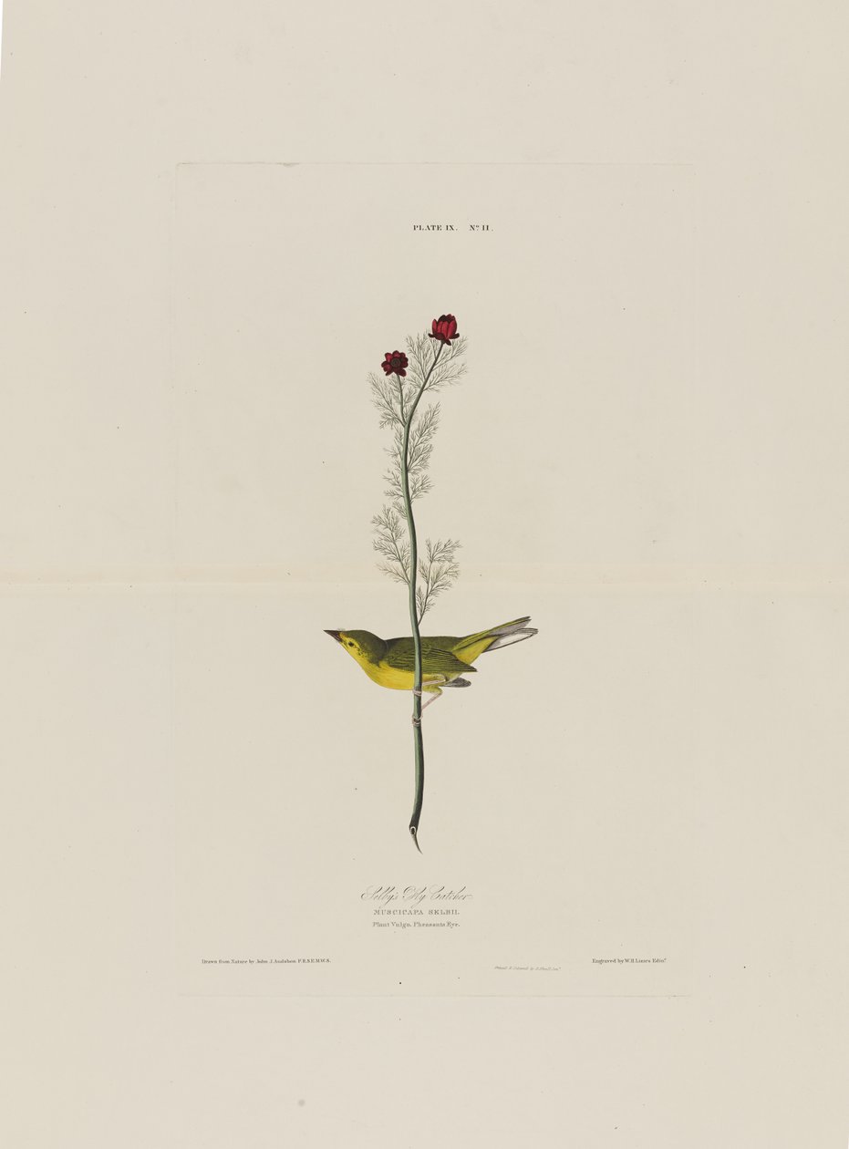 Selbys Fly Catcher, z Birds of America, vyryl Robert Havell (1793-1878) od John James after Audubon