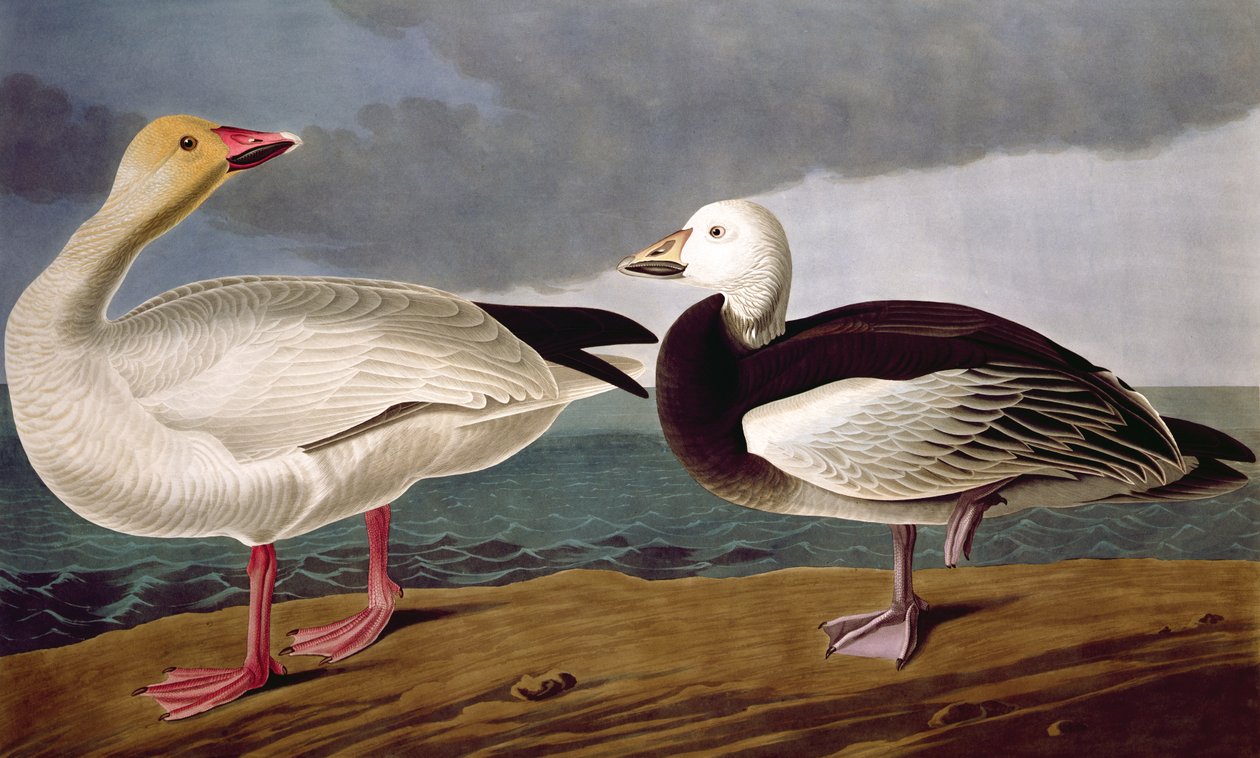 Snow Goose, od Birds of America, vyryl Robert Havell (1793-1878) 1837 od John James after Audubon